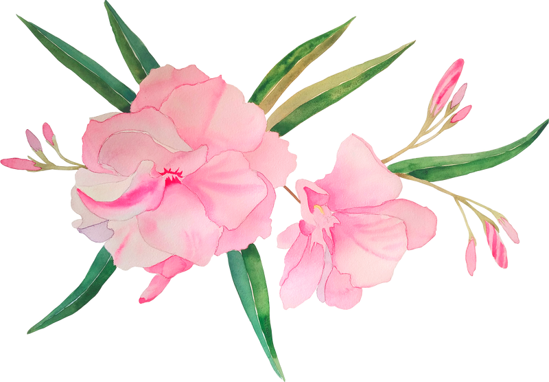 Pink oleander flowers watercolor illustration. Delicate buds and leaves of a tropical shrub on an isolated background. Hand drawn botanical picture. For wall art and posters. Exotic card and wedding design element.