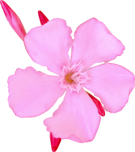 Flower pink oleander